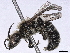  ( - BIOUG85292-A02)  @11 [ ] CreativeCommons - Attribution (2022) CBG Photography Group Centre for Biodiversity Genomics