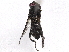  ( - BIOUG85292-A05)  @11 [ ] CreativeCommons - Attribution Non-Commercial Share-Alike (2022) CBG Photography Group Centre for Biodiversity Genomics