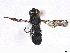  ( - BIOUG85292-D11)  @11 [ ] CreativeCommons - Attribution (2022) CBG Photography Group Centre for Biodiversity Genomics