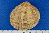  (Venerinae - JR100101)  @14 [ ] Unspecified (default): All Rights Reserved  Unspecified Unspecified