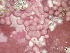  ( - BAT-CA0101)  @11 [ ] by-nd (2021) Unspecified University of British Columbia, The Martone Lab