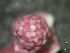  ( - BAT-CA0106)  @11 [ ] by-nd (2021) Unspecified University of British Columbia, The Martone Lab