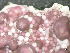  ( - BAT-CA0175)  @11 [ ] by-nd (2020) Unspecified University of British Columbia, The Martone Lab