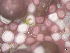  ( - BAT-CA0175)  @11 [ ] by-nd (2020) Unspecified University of British Columbia, The Martone Lab