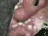  ( - BAT-CA0394)  @11 [ ] by-nd (2020) Unspecified University of British Columbia, The Martone Lab