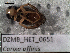  ( - DZMB_HET_0651)  @12 [ ] CreativeCommons - Attribution Non-Commercial Share-Alike (2017) Nadine Lange DZMB / Senckenberg am Meer