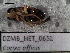  ( - DZMB_HET_0652)  @12 [ ] CreativeCommons - Attribution Non-Commercial Share-Alike (2017) Nadine Lange DZMB / Senckenberg am Meer