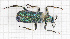  (Cerocoma prevezaensis - RM3_87)  @11 [ ] (by-nc-nd) (2024) Unspecified Università degli Studi Roma Tre