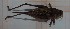  (Decticus aprutianus - RM3_1209)  @11 [ ] (by-nc-nd) (2025) Unspecified Università degli Studi Roma Tre
