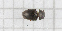  (Clypeogethes rotundicollis - RM3_64)  @11 [ ] (by-nc-nd) (2024) Unspecified Università degli Studi Roma Tre