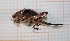  (Psorodonotus illyricus - RM3_530)  @11 [ ] (by-nc-nd) (2025) Unspecified Università degli Studi Roma Tre