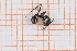  (Aphaenogaster sp. 3 - RM3_823)  @11 [ ] (by-nc-nd) (2025) Unspecified Università degli Studi Roma Tre