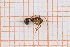  (Aphaenogaster peloponnesiaca - RM3_828)  @11 [ ] (by-nc-nd) (2025) Unspecified Università degli Studi Roma Tre