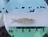  (Notropis hudsonius - BCF-0050-1)  @13 [ ] Unspecified (default): All Rights Reserved  Unspecified Unspecified