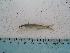  (Hybognathus hankinsoni - BCF-0053-2)  @13 [ ] Unspecified (default): All Rights Reserved  Unspecified Unspecified