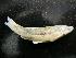  (Rhinichthys obtusus - BCF-770-1)  @13 [ ] Unspecified (default): All Rights Reserved  Unspecified Unspecified