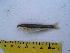  (Rhinichthys - BCF-0079-2)  @14 [ ] Copyright (2010) Unspecified Unspecified