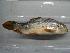  (Moxostoma hubbsi - BCF-617-1)  @13 [ ] Copyright (2010) Unspecified Unspecified