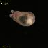  (Philinopsis - BCS_0978)  @11 [ ] CreativeCommons - Attribution Non-Commercial Share-Alike (2018) Matthieu Leray Smithsonian Institution