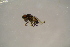  (Pullimosina vulgesta - BCFOR_2016_020)  @11 [ ] CreativeCommons - Attribution Non-Commercial Share-Alike (2016) SNSB, Staatliche Naturwissenschaftliche Sammlungen Bayerns ZSM (SNSB, Zoologische Staatssammlung Muenchen)