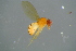  ( - BCFOR_2016_057)  @11 [ ] CreativeCommons - Attribution Non-Commercial Share-Alike (2016) SNSB, Staatliche Naturwissenschaftliche Sammlungen Bayerns ZSM (SNSB, Zoologische Staatssammlung Muenchen)