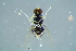 ( - BCFOR_2016_059)  @11 [ ] CreativeCommons - Attribution Non-Commercial Share-Alike (2016) SNSB, Staatliche Naturwissenschaftliche Sammlungen Bayerns ZSM (SNSB, Zoologische Staatssammlung Muenchen)