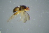  ( - BCFOR_2016_099)  @11 [ ] CreativeCommons - Attribution Non-Commercial Share-Alike (2016) SNSB, Staatliche Naturwissenschaftliche Sammlungen Bayerns ZSM (SNSB, Zoologische Staatssammlung Muenchen)