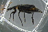  ( - BCFOR_2016_172)  @13 [ ] CreativeCommons - Attribution Non-Commercial Share-Alike (2016) SNSB, Staatliche Naturwissenschaftliche Sammlungen Bayerns ZSM (SNSB, Zoologische Staatssammlung Muenchen)