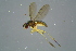  ( - BCFOR_2016_182)  @11 [ ] CreativeCommons - Attribution Non-Commercial Share-Alike (2016) SNSB, Staatliche Naturwissenschaftliche Sammlungen Bayerns ZSM (SNSB, Zoologische Staatssammlung Muenchen)