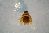  ( - BCFOR_2016_202)  @11 [ ] CreativeCommons - Attribution Non-Commercial Share-Alike (2016) SNSB, Staatliche Naturwissenschaftliche Sammlungen Bayerns ZSM (SNSB, Zoologische Staatssammlung Muenchen)