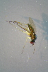  ( - BCFOR_2016_203)  @11 [ ] CreativeCommons - Attribution Non-Commercial Share-Alike (2016) SNSB, Staatliche Naturwissenschaftliche Sammlungen Bayerns ZSM (SNSB, Zoologische Staatssammlung Muenchen)