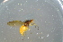  ( - BCFOR_2016_237)  @11 [ ] CreativeCommons - Attribution Non-Commercial Share-Alike (2016) SNSB, Staatliche Naturwissenschaftliche Sammlungen Bayerns ZSM (SNSB, Zoologische Staatssammlung Muenchen)