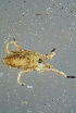  ( - BCFOR_2016_239)  @11 [ ] CreativeCommons - Attribution Non-Commercial Share-Alike (2016) SNSB, Staatliche Naturwissenschaftliche Sammlungen Bayerns ZSM (SNSB, Zoologische Staatssammlung Muenchen)