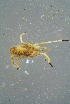  ( - BCFOR_2016_239)  @11 [ ] CreativeCommons - Attribution Non-Commercial Share-Alike (2016) SNSB, Staatliche Naturwissenschaftliche Sammlungen Bayerns ZSM (SNSB, Zoologische Staatssammlung Muenchen)