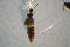  ( - BCFOR_2016_243)  @13 [ ] CreativeCommons - Attribution Non-Commercial Share-Alike (2016) SNSB, Staatliche Naturwissenschaftliche Sammlungen Bayerns ZSM (SNSB, Zoologische Staatssammlung Muenchen)