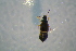  ( - BCFOR_2016_244)  @13 [ ] CreativeCommons - Attribution Non-Commercial Share-Alike (2016) SNSB, Staatliche Naturwissenschaftliche Sammlungen Bayerns ZSM (SNSB, Zoologische Staatssammlung Muenchen)