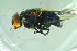  ( - BCFORENSIK0697)  @13 [ ] CreativeCommons - Attribution Non-Commercial Share-Alike (2015) Unspecified SNSB, Zoologische Staatssammlung Muenchen