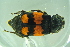  ( - BCFORENSIK0702)  @13 [ ] CreativeCommons - Attribution Non-Commercial Share-Alike (2015) Unspecified SNSB, Zoologische Staatssammlung Muenchen