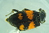  ( - BCFORENSIK0703)  @13 [ ] CreativeCommons - Attribution Non-Commercial Share-Alike (2015) Unspecified SNSB, Zoologische Staatssammlung Muenchen