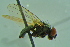  ( - BCFORENSIK0704)  @13 [ ] CreativeCommons - Attribution Non-Commercial Share-Alike (2015) Unspecified SNSB, Zoologische Staatssammlung Muenchen