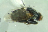  ( - BCFORENSIK0710)  @12 [ ] CreativeCommons - Attribution Non-Commercial Share-Alike (2015) Unspecified SNSB, Zoologische Staatssammlung Muenchen