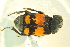  ( - BCFORENSIK0722)  @13 [ ] CreativeCommons - Attribution Non-Commercial Share-Alike (2015) Unspecified SNSB, Zoologische Staatssammlung Muenchen
