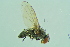  ( - BCFORENSIK0731)  @13 [ ] CreativeCommons - Attribution Non-Commercial Share-Alike (2015) Unspecified SNSB, Zoologische Staatssammlung Muenchen