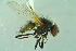  ( - BCFORENSIK0733)  @12 [ ] CreativeCommons - Attribution Non-Commercial Share-Alike (2015) Unspecified SNSB, Zoologische Staatssammlung Muenchen