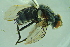 ( - BCFORENSIK0742)  @12 [ ] CreativeCommons - Attribution Non-Commercial Share-Alike (2015) Unspecified SNSB, Zoologische Staatssammlung Muenchen