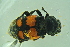  ( - BCFORENSIK0744)  @12 [ ] CreativeCommons - Attribution Non-Commercial Share-Alike (2015) Unspecified SNSB, Zoologische Staatssammlung Muenchen