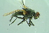  (Hydrotaea dentipes - BCFORENSIK0751)  @14 [ ] CreativeCommons - Attribution Non-Commercial Share-Alike (2015) Unspecified SNSB, Zoologische Staatssammlung Muenchen