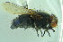  ( - BCFORENSIK0752)  @13 [ ] CreativeCommons - Attribution Non-Commercial Share-Alike (2015) Unspecified SNSB, Zoologische Staatssammlung Muenchen