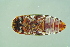  ( - BCFORENSIK0776)  @12 [ ] CreativeCommons - Attribution Non-Commercial Share-Alike (2015) Unspecified SNSB, Zoologische Staatssammlung Muenchen