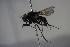  ( - BCFORENSIK_0319)  @11 [ ] CreativeCommons - Attribution Non-Commercial Share-Alike (2015) Unspecified SNSB, Zoologische Staatssammlung Muenchen